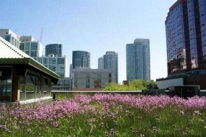 城市新衣——綠色屋頂，虹吸排水系統