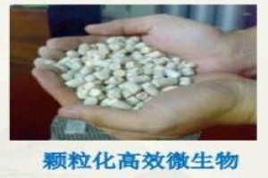 高效微生物水體凈化技術(shù)