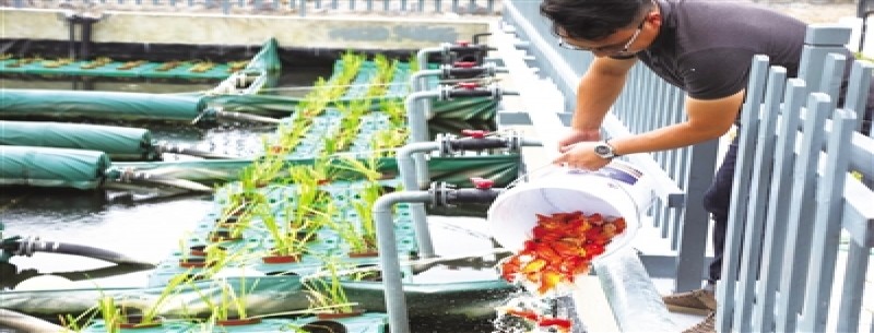 農村生活污水處理的“象山解法”